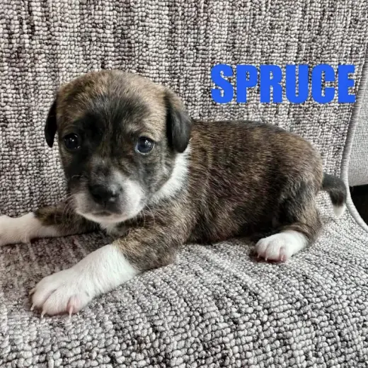 Spruce