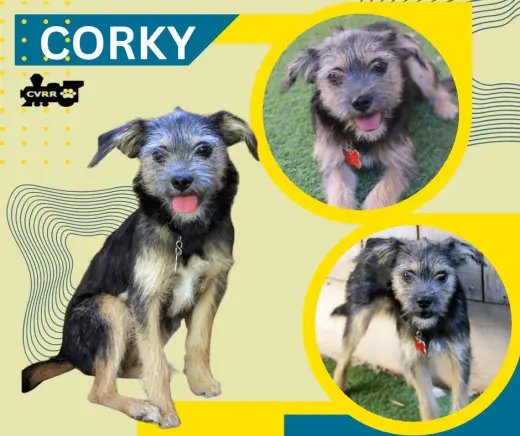 Corky (Puppy)
