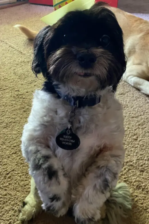 Buddy