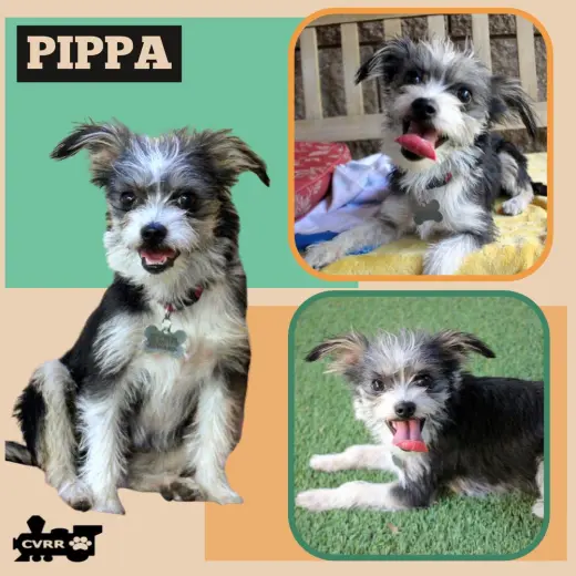 Pippa