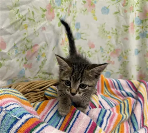 GEORGIE