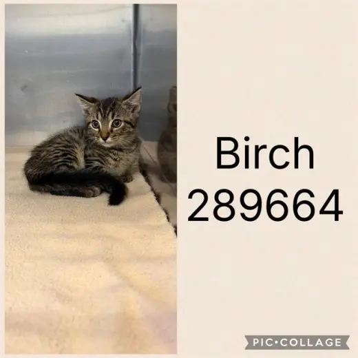 BIRCH