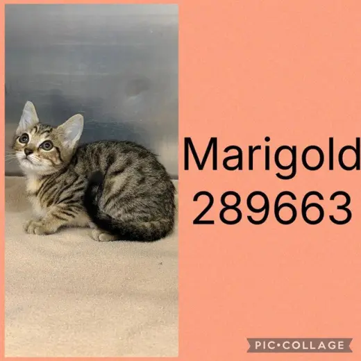MARIGOLD