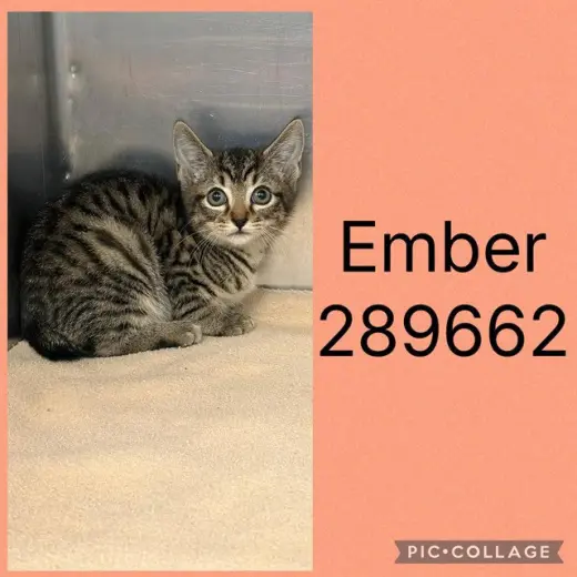 EMBER
