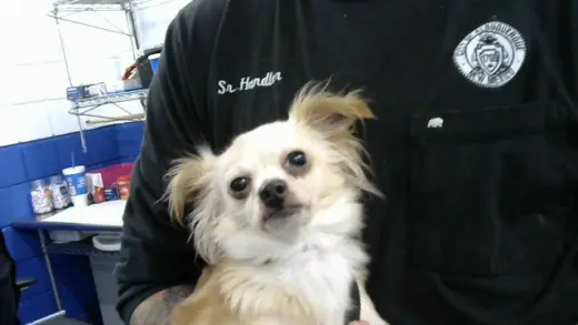 BB