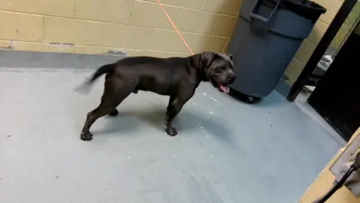 MOJO