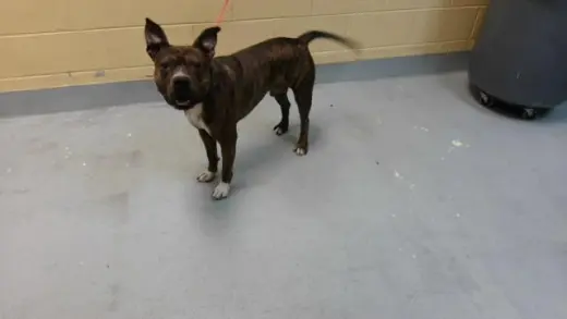 RAJA