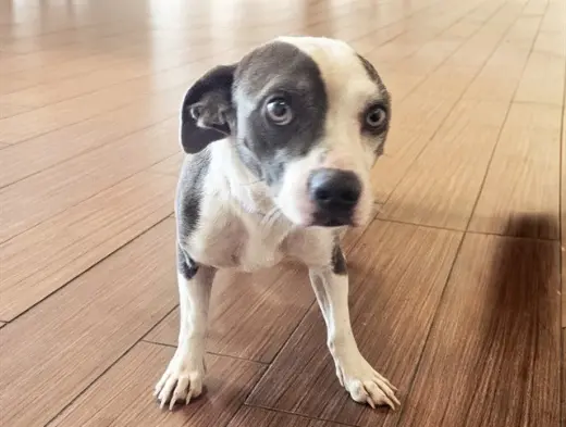STRAY NOT AVAILABLE