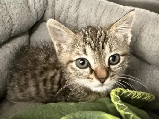 LEO