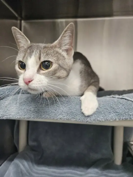 MILEY