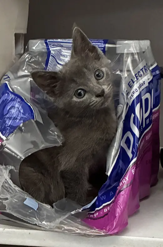 Delilah