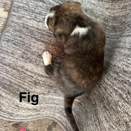 Fig