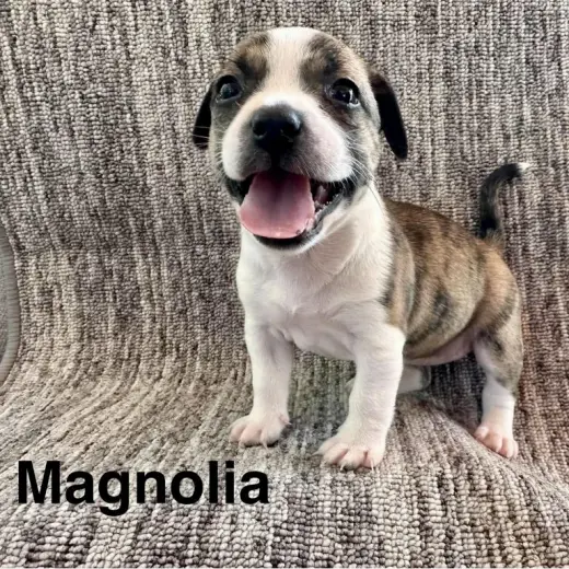 Magnolia
