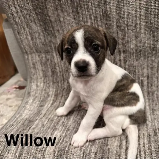 Willow