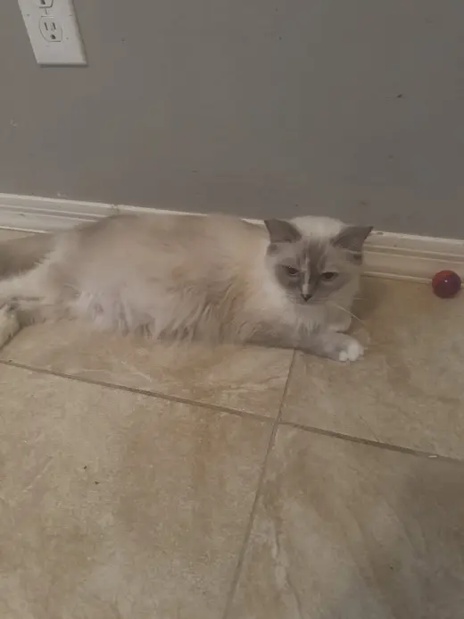 Kiki