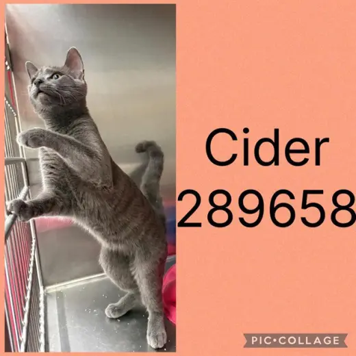 CIDER