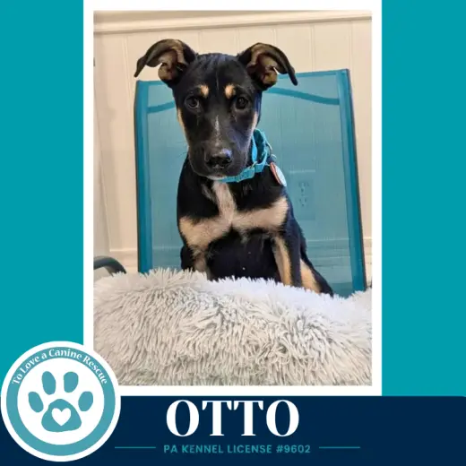 Otto (Prost Pups) 100326