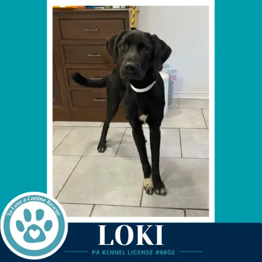 Loki (The L Train) 100326