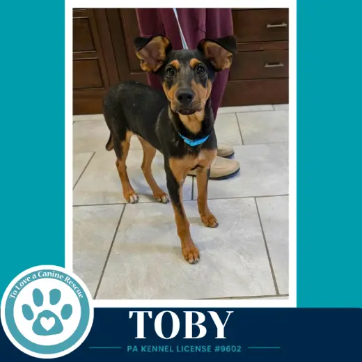 Toby 100326