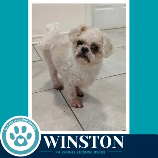 Winston 100326