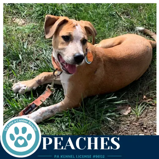 Peaches 100326