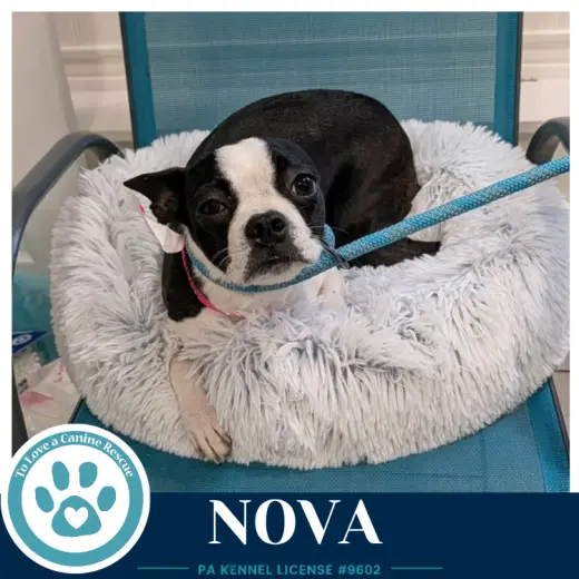 Nova 100326
