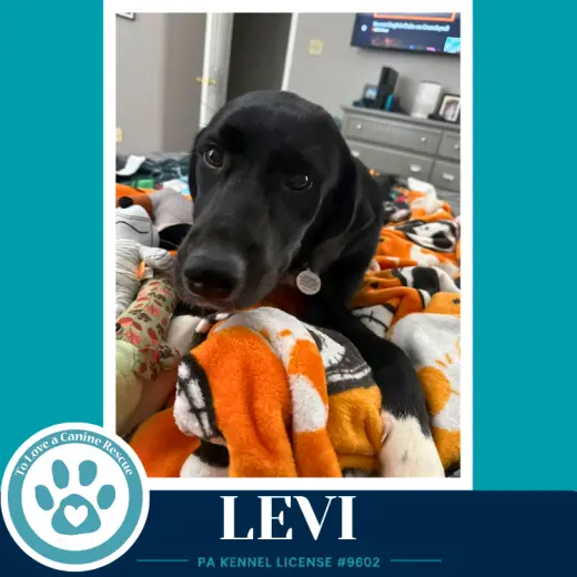 Levi (The L Train) 100326