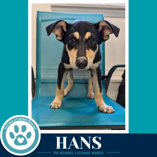 Hans (Prost Pups) 100326
