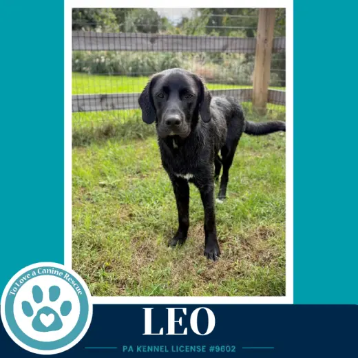Leo (The L Train) 100326