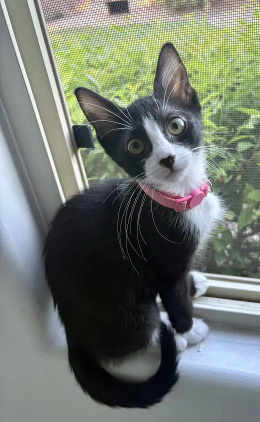 Dottie