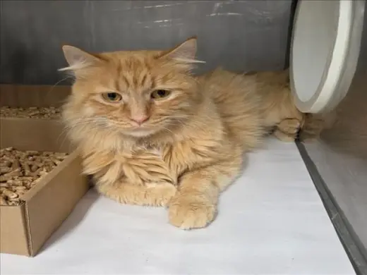 PEANUT
