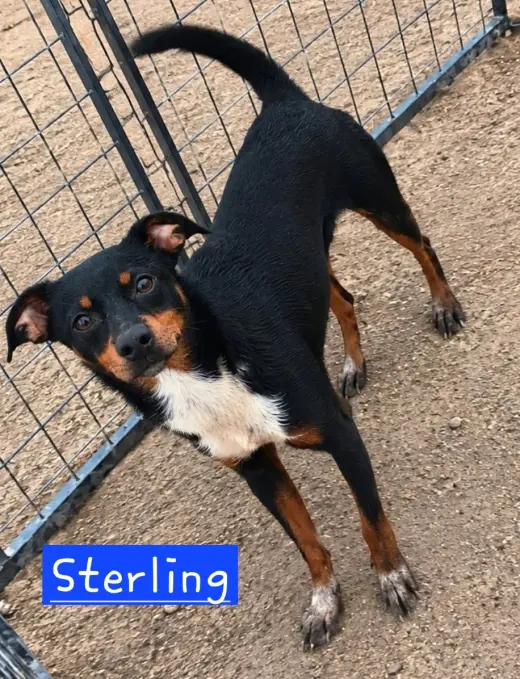Sterling 2