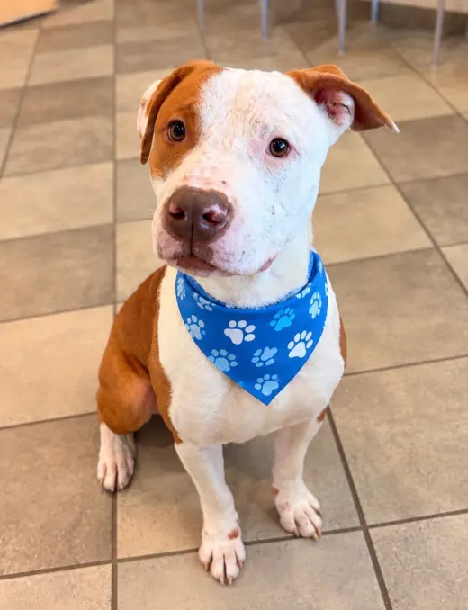 Harvey