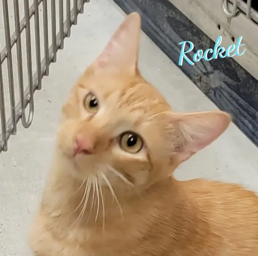 Rocket #brother-of-Comet