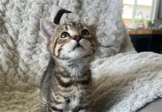 MOCHA
