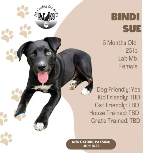 Bindi Sue