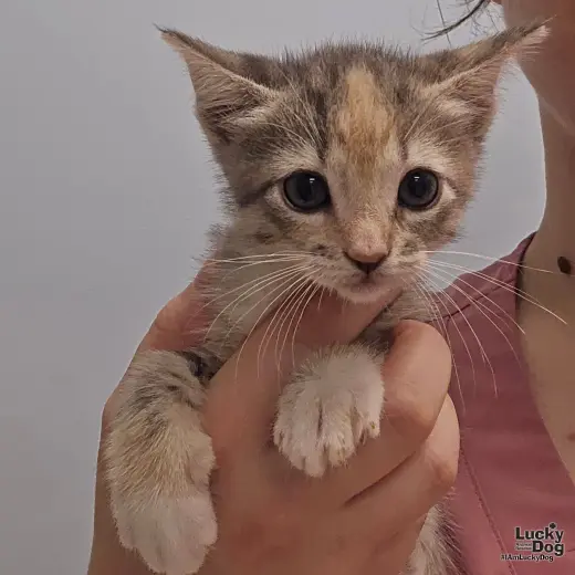 Kay