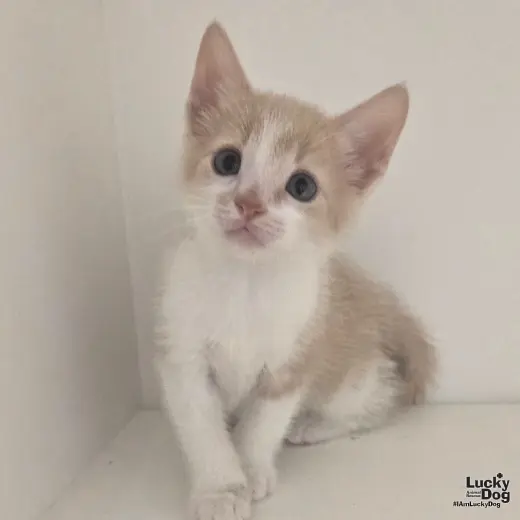 Kona