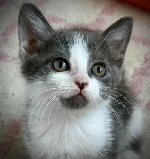 GLINDA