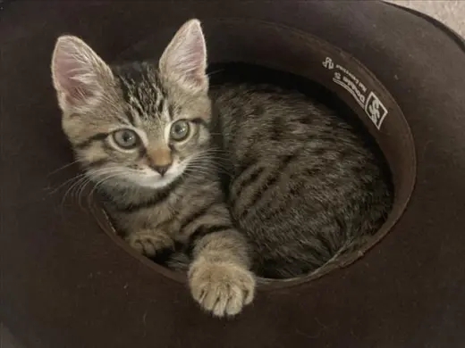 *BELLA