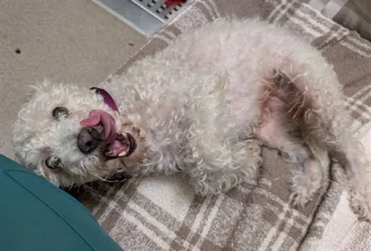1ST MATE  BELLY RUBS