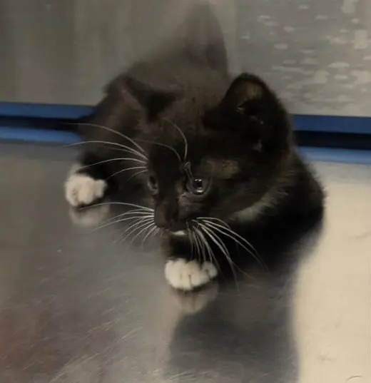 SYLVESTER