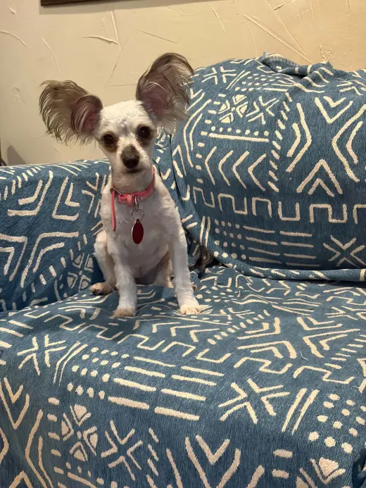 POPPY S