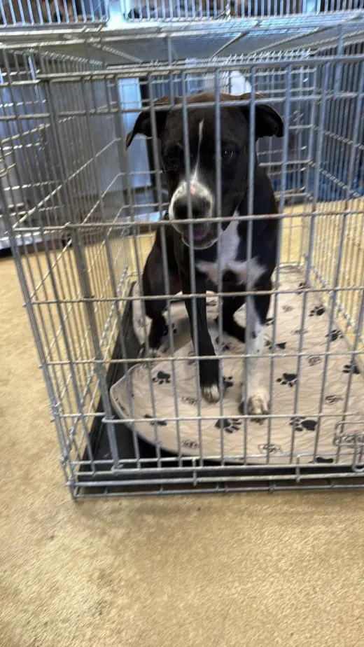 Found stray: Widdow