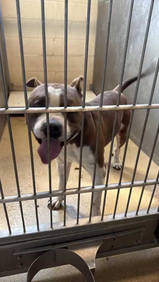 Found stray: Ozzie