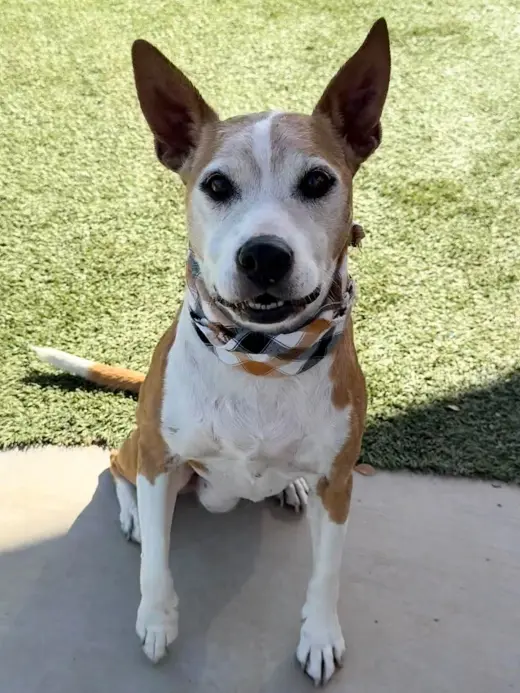 Nova