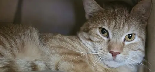 CHEDDAR