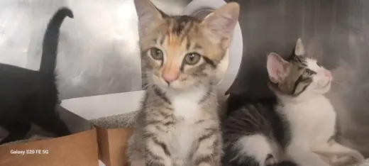SALLY