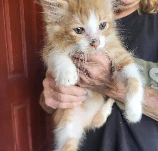 PUMPKIN PIE