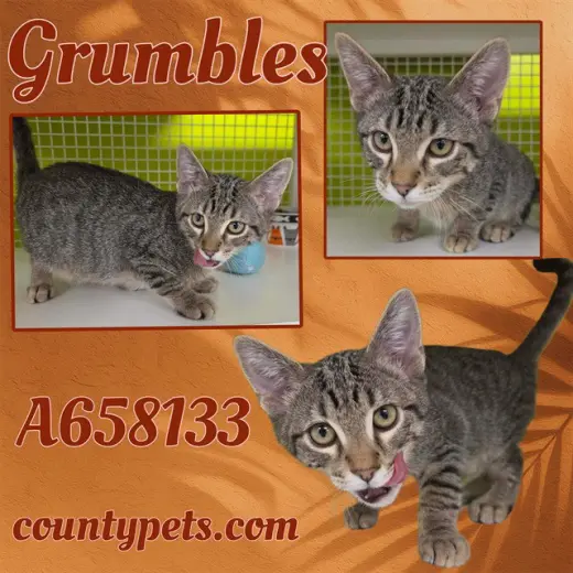 GRUMBLES